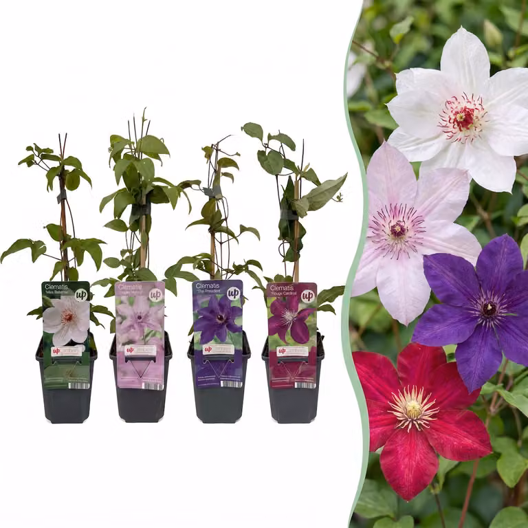 Clematis Rainbow – powojnik – fioletowy – czerwony – różowy – biały – roślina pnąca | 8 sztuk - 25-35cm - Ø9cm - Roślina ogrodowa