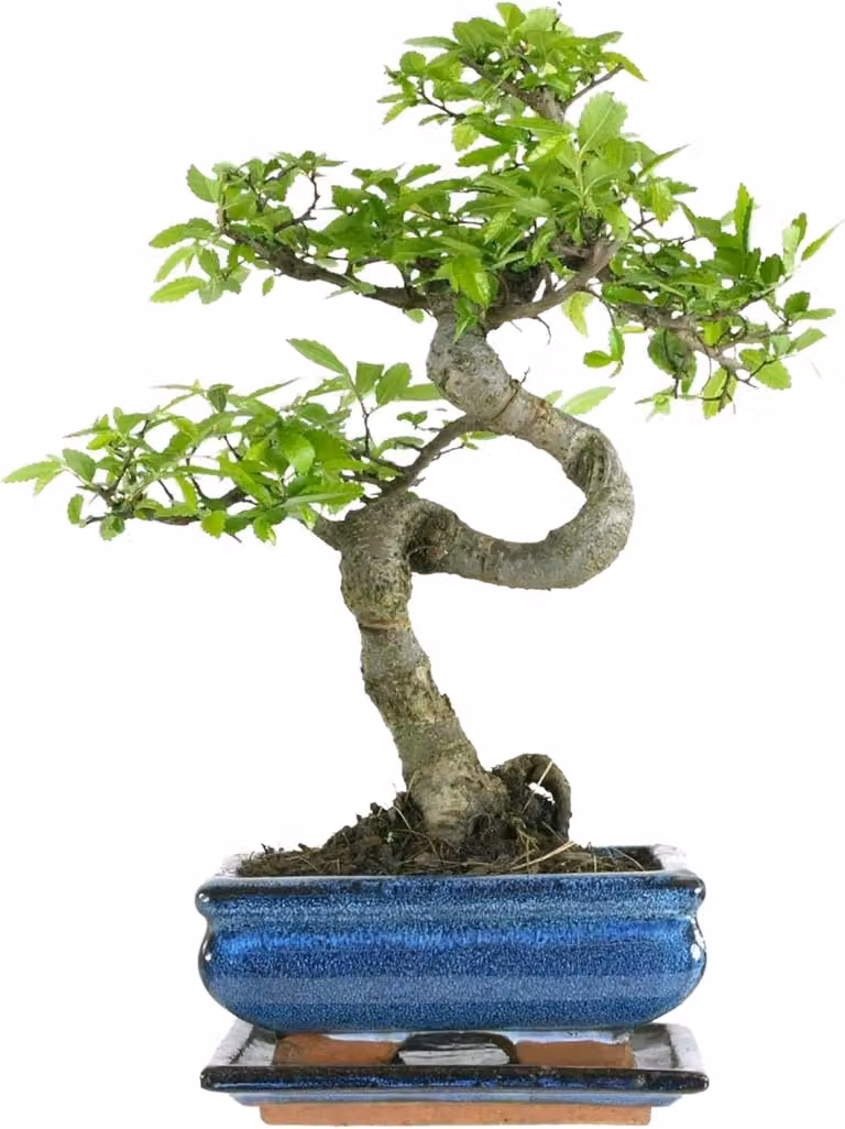 Drzewko Bonsai z Ceramiczną Doniczką - Wiąz Chiński - Ok. 6-7 lat (Rozmiar doniczki 15 cm)