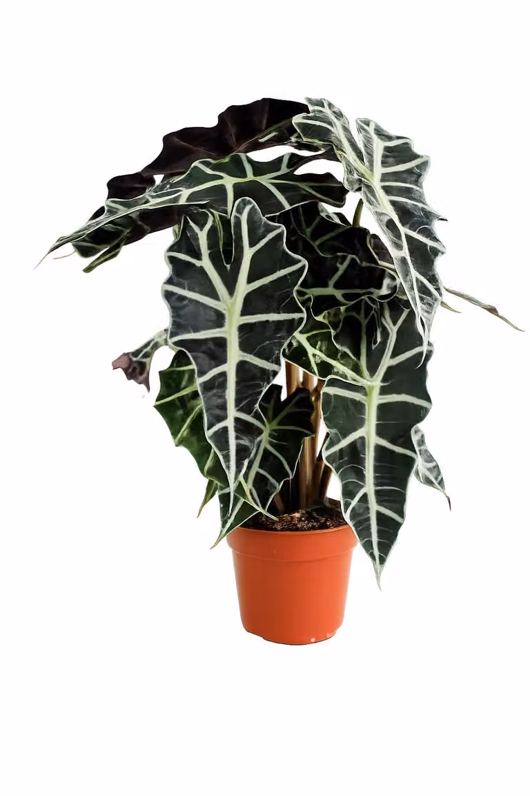 Alocasia Polly 35 cm - tropikalna roślina o liściach słonia, łatwa w pielęgnacji, dekoracja do domu i biura, idealna dla miłośników roślin domowych