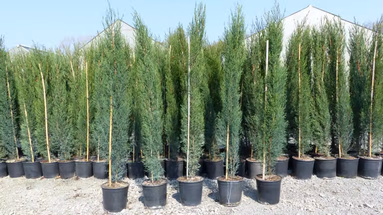 1x Cyprys śródziemnomorski 140-160 cm Kolumny Cyprys toskański Cupressus Semper.