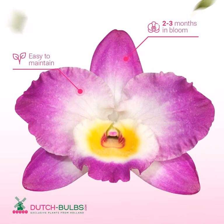 Storczyki – prawdziwe rośliny – bambus, Dendrobium Nobile Purple Passion – 2 duże rośliny pokojowe z Holandii – wysokość 30-40 cm – z kwiatami i aromatyczne (nie są to rośliny sztuczne, sprzedawane bez nawozu i doniczki, bez nasion)