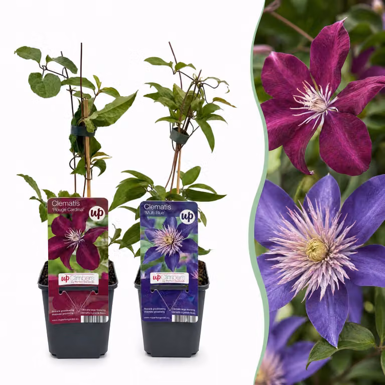 Clematis Duo Blue & Red – Pnącze Duo Niebieskie i Czerwone – Niebieskie – Czerwone – Pnącze | 12 sztuk - 25-35cm - Ø9cm - Roślina ogrodowa