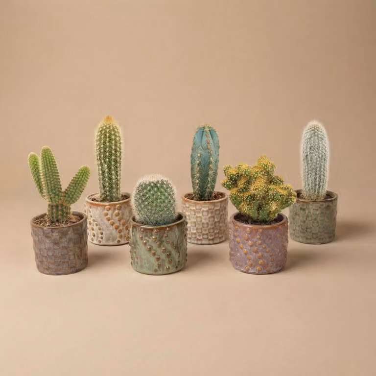 Zestaw 6 kaktusów „Madrid” w ceramicznych mini doniczkach - mieszanka zywych