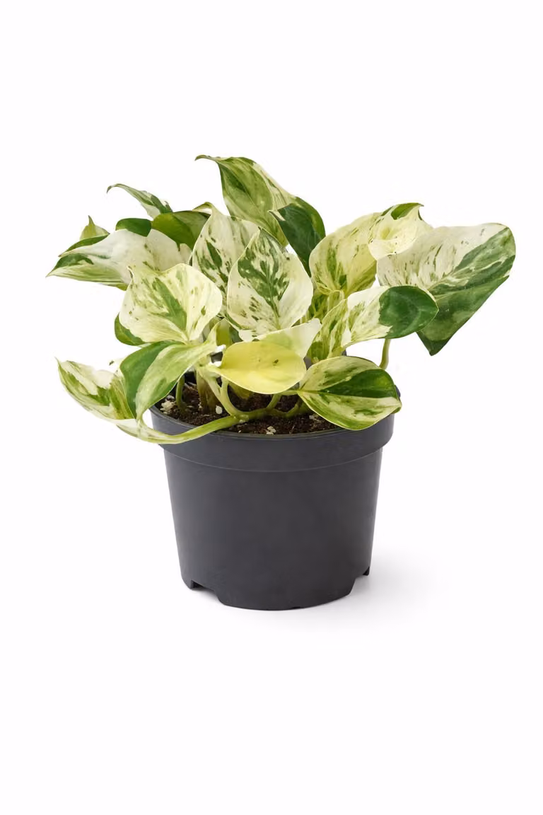 Epipremnum Happy Leaf doniczka ok. 20 cm - Łatwa w pielęgnacji roślina doniczkowa do domu, bluszcz, roślina dekoracyjna do ogrodu wewnętrznego