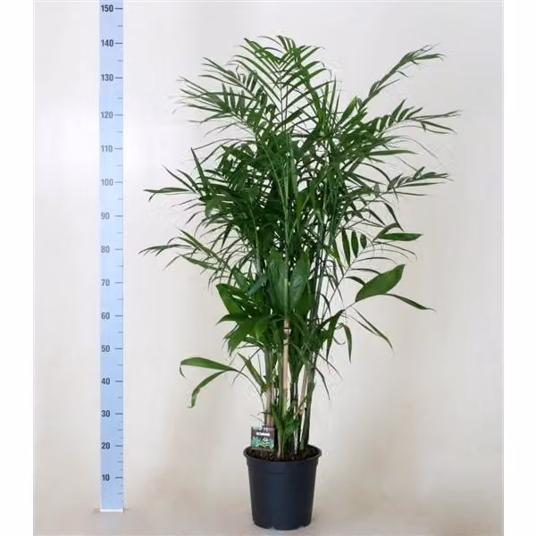 Chamaedorea seifrizii 120-140 cm - Palma bambusowa, roślina domowa, łatwa w pielęgnacji, roślina tropikalna do domu