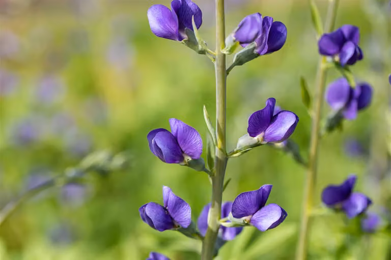 Osłonka na roślinę, w doniczce - Baptisia australis