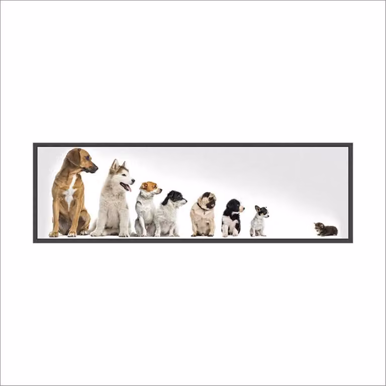 SWEETQT Dogs Awake Cat Naklejki ścienne Dekoracja PVC