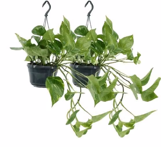 2 rośliny Epipremnum aureum (Scindapsus), średnica doniczki 15 cm, wysokość 25 cm