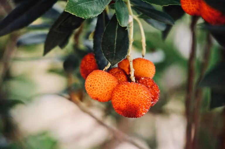 Drzewo truskawkowe ok. 30 cm Arbutus unedo - krzew truskawkowy - kwitnący zimą i śródziemnomorski krzew