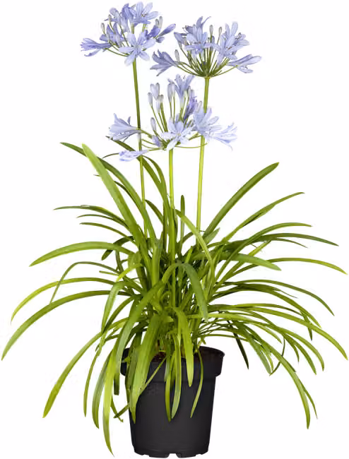 Lilie "Schmucklilie" o wysokości od 75 cm, w doniczce - Agapanthus "Northern Star"