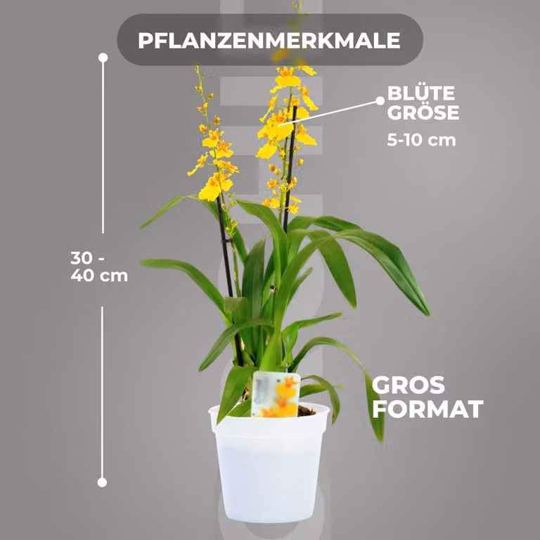 Orchidee, prawdziwe rośliny. Oncidium Joost - 2 duże rośliny pokojowe z Holandii - wysokość 30-40 cm - z kwiatami i aromatyczne (nie są to rośliny sztuczne, sprzedawane bez nawozu i doniczki, bez nasion, nie są mrozoodporne)