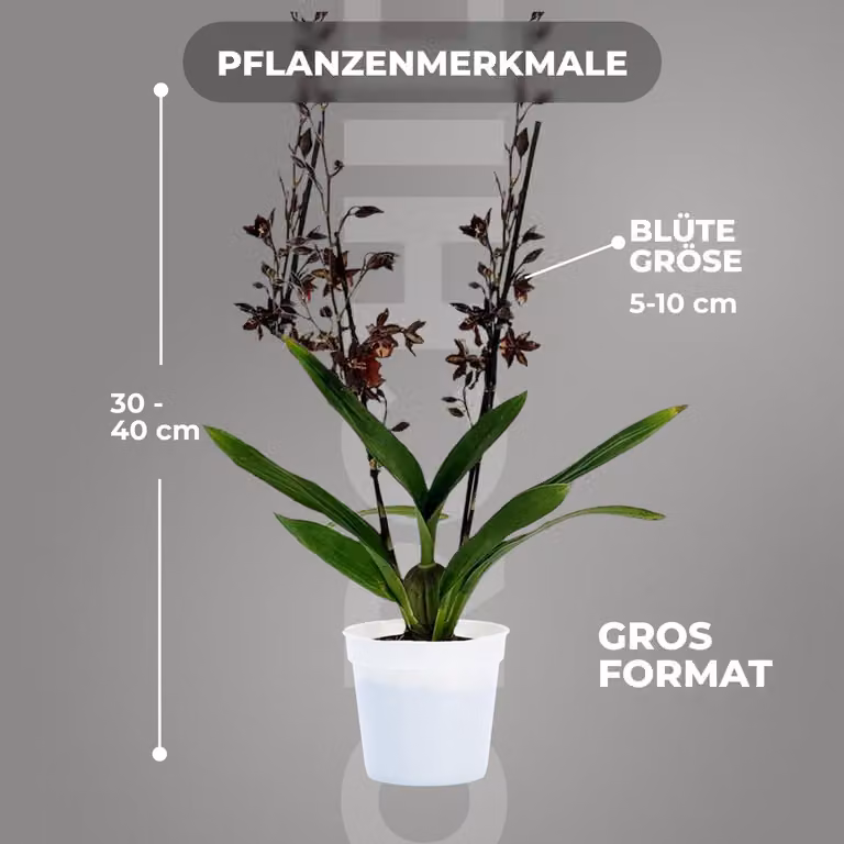 Orchidee, prawdziwa roślina, Dendrobium Black Cat - 2 duże rośliny pokojowe z Holandii - wysokość 30-40 cm, z kwiatami - delikatnie pachnące (nie są to rośliny sztuczne, sprzedawane bez nawozu i doniczki, bez nasion, nie są mrozoodporne)