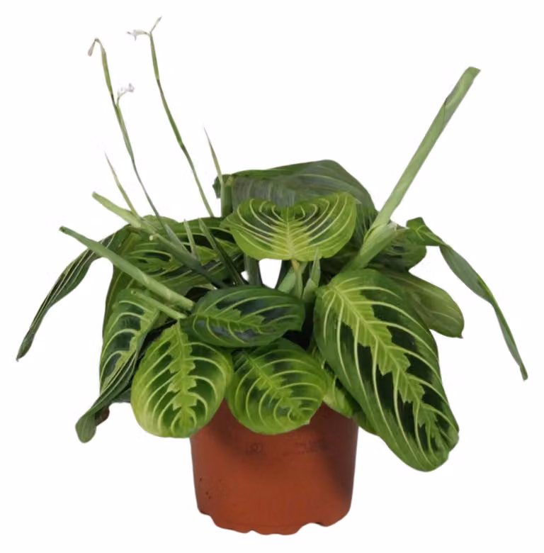 Maranta Leuconeura Fascinator Lemon Lime - 30cm - Ø12cm - Roślina doniczkowa - Zimozielony