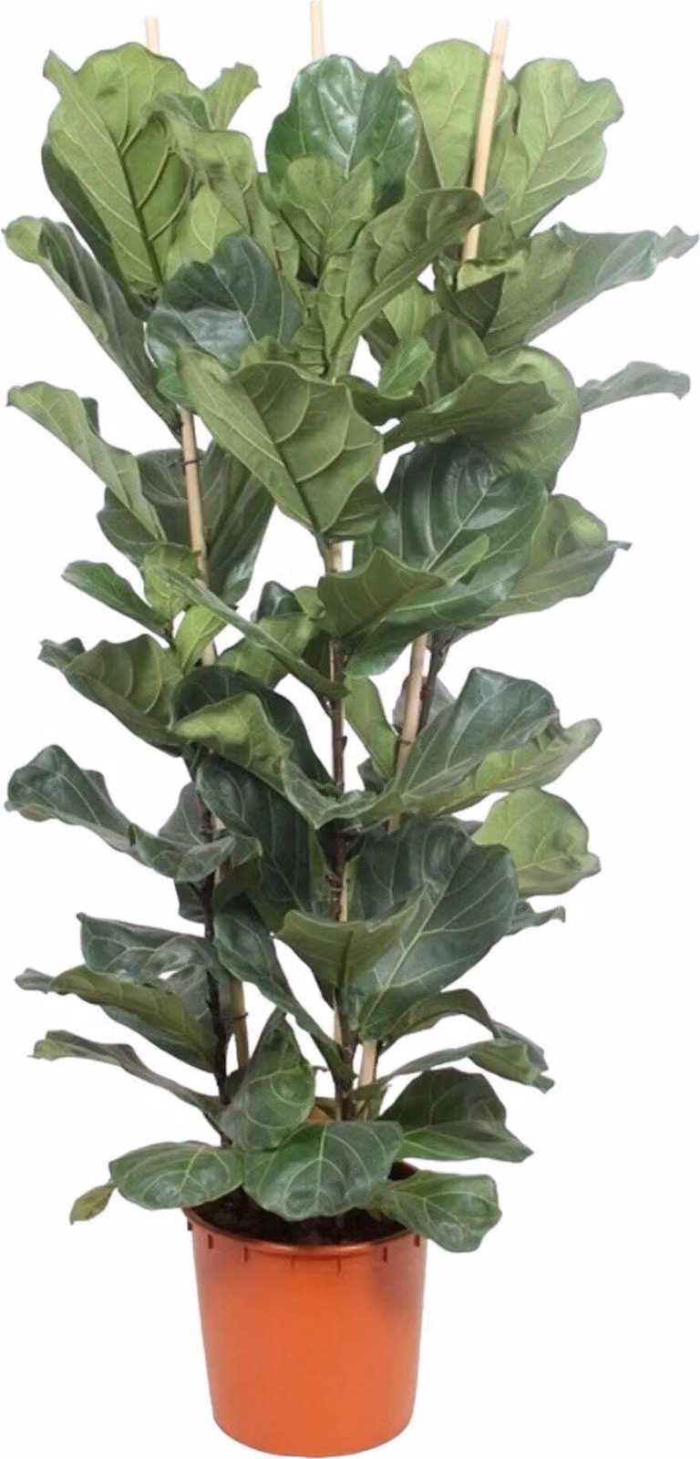 Trendyplants - Ficus Lyrata krzew - Roślina tytoniowa - Roślina domowa - Wysokość 170-190 cm - Rozmiar doniczki Ø30cm