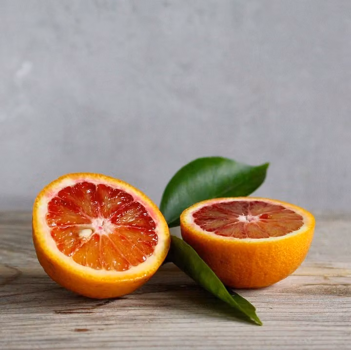Drzewo pomarańczy krwistej Tarocco 120-160 cm - śródziemnomorski Citrus sinensis, idealny do ogrodu, na taras i balkon - Kup świeżą roślinę pomarańczy krwistej