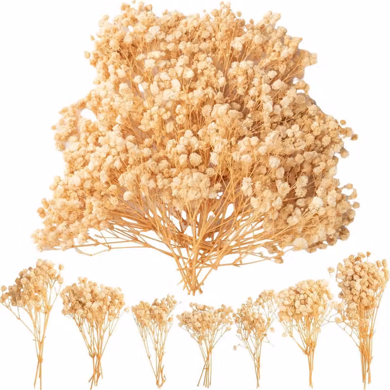 Suszone kwiaty Schleierkraut, 50 sztuk, ok. 13 cm, białe, do dekoracji i rękodzieła