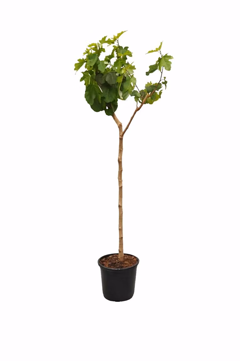 Drzewo figowe Napolitana 160–200 cm – figowiec prawdziwy (Ficus carica), odporny na zimę i śródziemnomorski