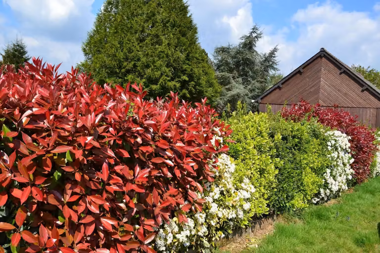 Rote Glanzmispel Red Robin ok. 40 cm Photinia fraseri 'Red Robin'