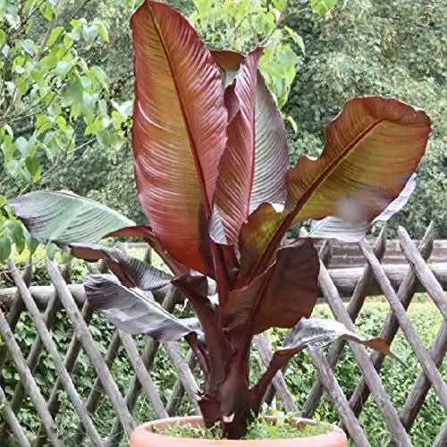 Banany 'elii' o czerwonych liściach, 160–200 cm – Ensete ventricosum, banan abisyński, idealny na taras, balkon i zimowy ogród