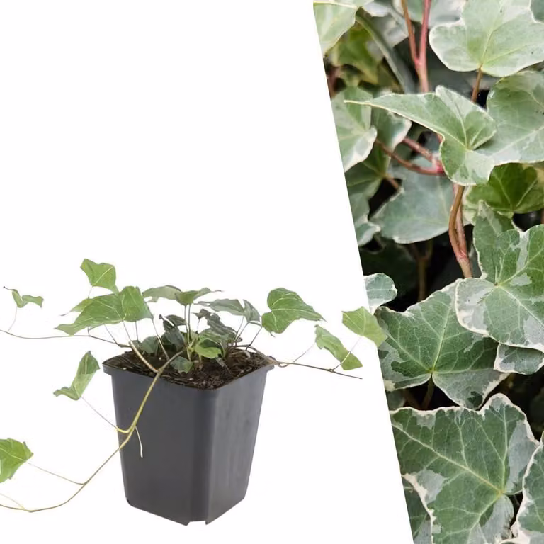 Hedera Helix (Bluszcz pospolity), odmiana "Glacier", sadzonki, średnica doniczki 9 cm (48 sztuk)