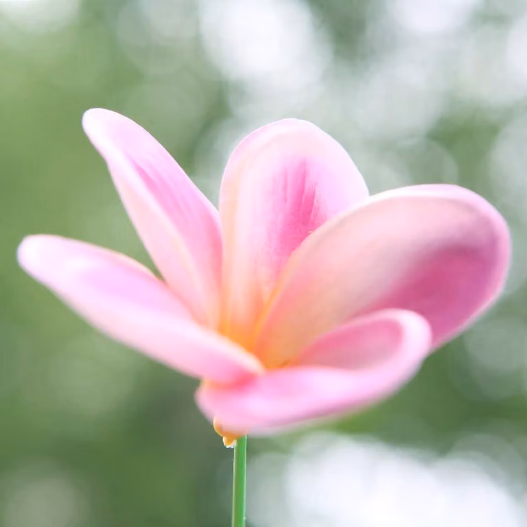 Zestaw 10 sztuk sztucznych kwiatów plumeria (hawajskiej róży) wykonanych z tworzywa sztucznego – realistyczny bukiet sztucznych kwiatów, hawajski wieniec z kwiatów frangipani