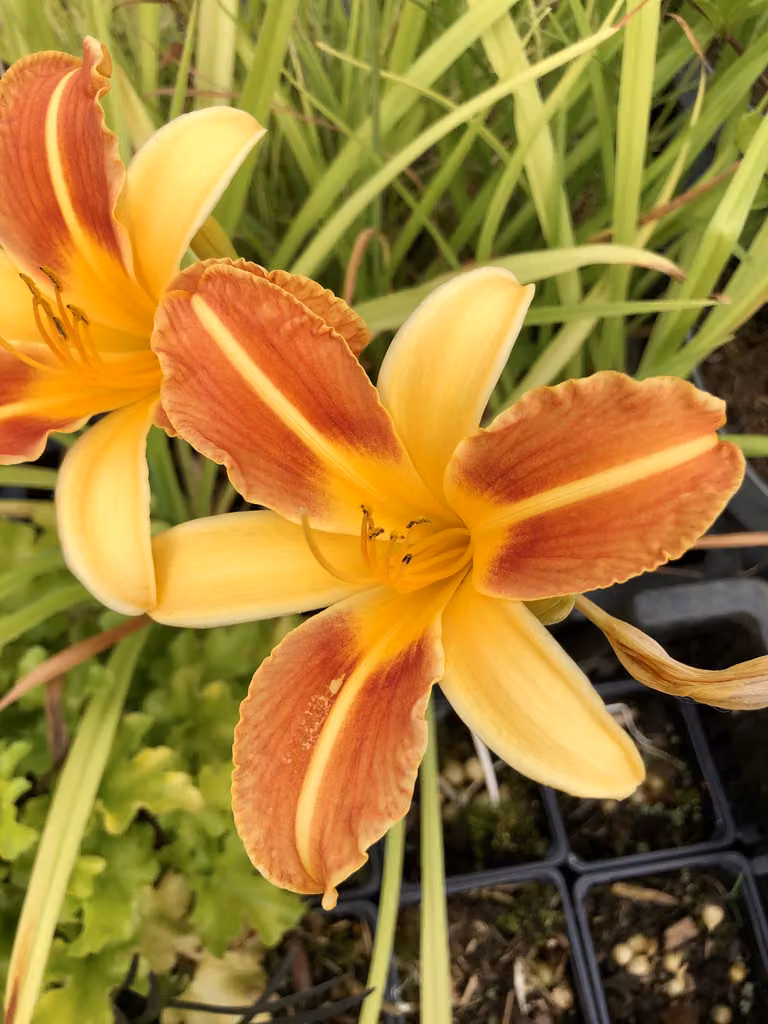 6 x Hemerocallis 'Frans Hals' - Daylily - doniczka 9x9 cm