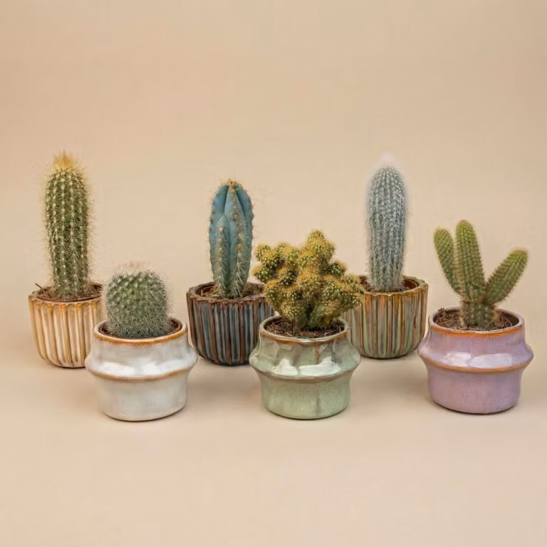 Zestaw 6 kaktusów „Barcelona” w ceramicznych mini doniczkach - mieszanka zywych