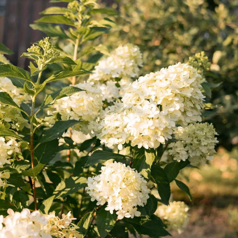 Hortensja wiechowata - Hydrangea panniculata Limelight - Kwiaty w kolorze