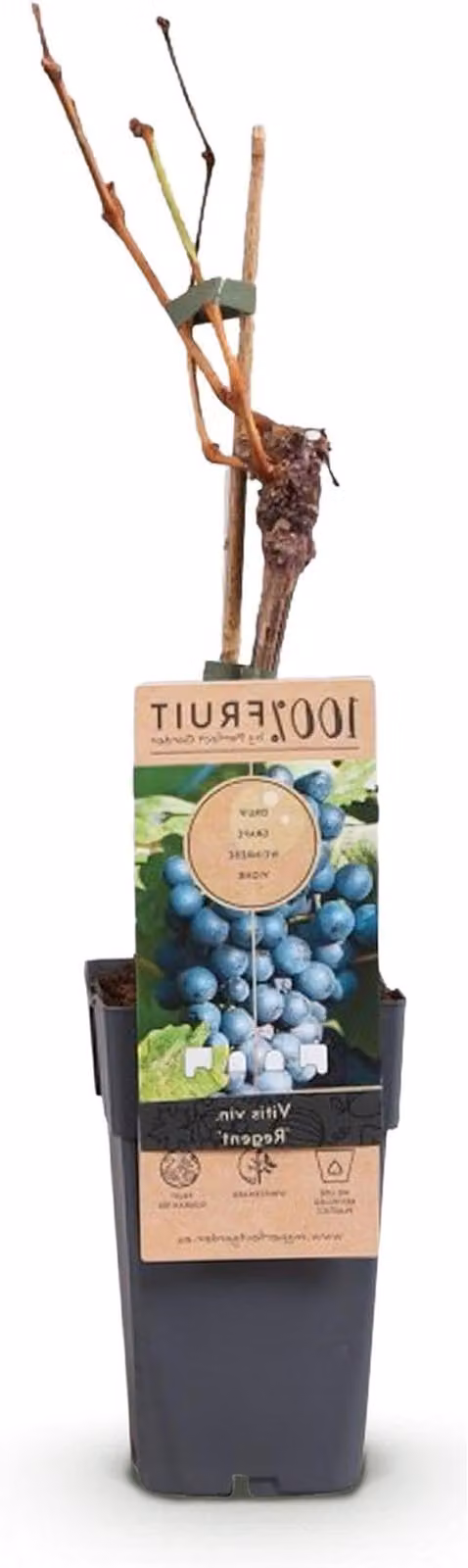 Sadzonka winorośli – odmiana "Blue Grape" – do uprawy owoców – uprawa ekologiczna – 2 sztuki, wysokość 40-50 cm – zielona