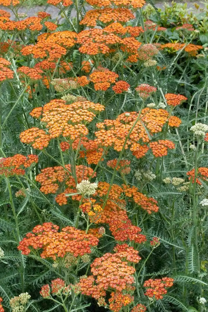 Achillea millefolium, znana również jako krwawnik pospolity, w doniczce, gliniana