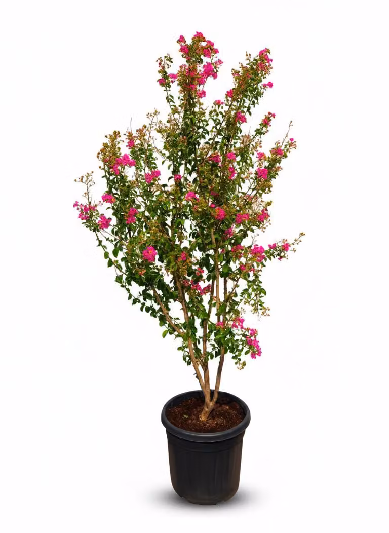 Sunny Tree - Lagerstroemia indica (lilak indyjski) - wielopniowy - 200 cm - pojemnik 55 litrów - kwitnące róże - odporny krzew ozdobny