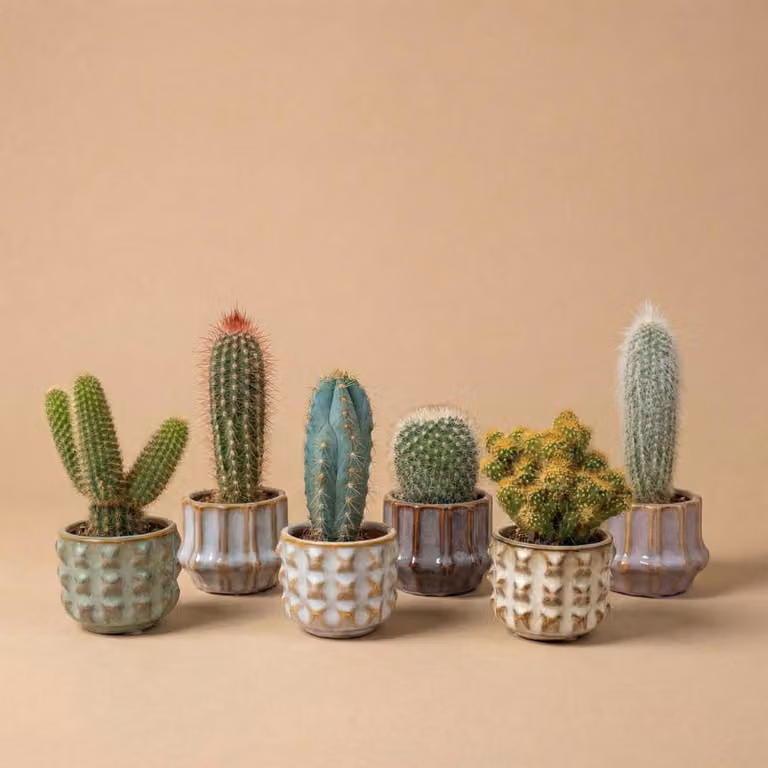 Zestaw 6 kaktusów San Juan w ceramicznych mini doniczkach - mieszanka zywych