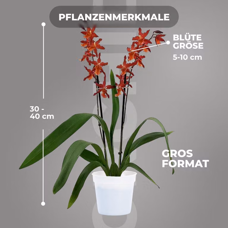 Storczyki – prawdziwe rośliny. Jumping Jack – 2 duże rośliny pokojowe z Holandii – wysokość 30-40 cm – z kwiatami i aromatyczne (nie są to rośliny sztuczne, sprzedawane bez nawozu i doniczki, bez nasion, nie są mrozoodporne)